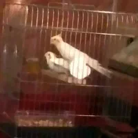 گمشده یک جفت عروس هلندی لوتینو  سهره  قناری|حیوانات|کوهدشت, |دیوار