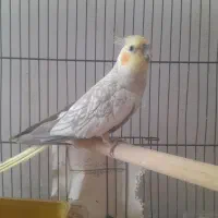 عروس هلندی