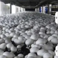 باغ و ویلا ومرکز تولید قارچ|فروش دفتر صنعتی، کشاورزی، تجاری|ماهیدشت, |دیوار