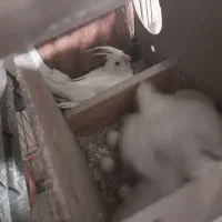 عروس هلندی(البینو)|پرنده|مشهد, امام خمینی|دیوار