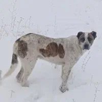 سگ خوب واسه پیش گوسفند حرف نداره