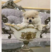 سگ پامر خرسی بدون ریزش مو جنسیت نر