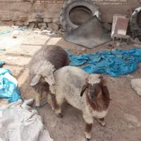 ۲۲عدد بره نزی برای ماه محرم|حیوانات مزرعه|حمیدیه, |دیوار