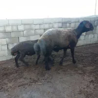 قوچ افشار جوان