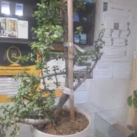 قدیمی