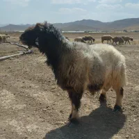 قوچ بختیاری|حیوانات مزرعه|شیراز, گویم|دیوار