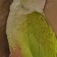 گمشده|پرنده|آران و بیدگل, |دیوار