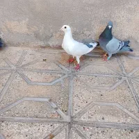 4تا کفتر نر پرشی