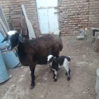 یک راس بره دار دورشت و هیکلی عروسک صحیح سالم|حیوانات مزرعه|گنبد کاووس, |دیوار