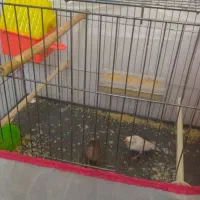 دوعدد فنج دانه ای ۱۵۰|پرنده|هرسین, |دیوار