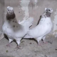 یک جفت ماه رو