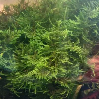 گیاه و ماهی