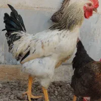 سه عدد خروس محلی جوان