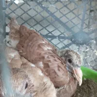 جوجه کبوتر|پرنده|کرج, اسلام‌آباد|دیوار