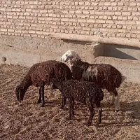 سه راس بره ماده بدون میش و گوسفند|حیوانات مزرعه|تهران, آسمان|دیوار