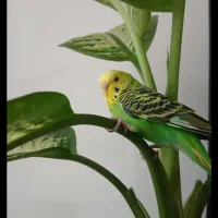 مرغ عشق سرحال