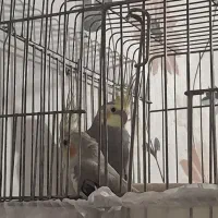 طوطی عروس هلندی