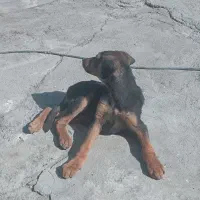 سگ دوبر من بومی|سگ|تهران, فلسطین (میدان انقلاب)|دیوار