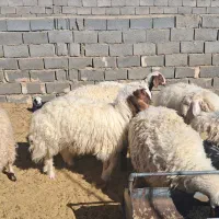باسلام ۷ راس بره نر سبک وزن|حیوانات مزرعه|سده (خراسان جنوبی), |دیوار