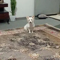 سگ خوشگل اشپیتز