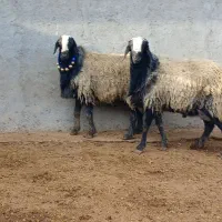 دامداری بزرگ قزوین آقای سلحشور