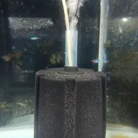 بیش از ۱۳۰ نژاد ماهی اکواریومی در نیشابور|ماهی|نیشابور, دارایی|دیوار