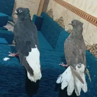 جوفت اشعل درجه یک|پرنده|اهواز, کوی مندلی(سه راه خرمشهر)|دیوار