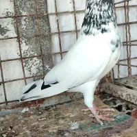 کبوتر تیدی جانسیره پاکستانی