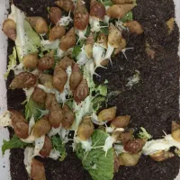 حلزون|خزنده|قم, منبع آب|دیوار