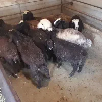 بره علف خور