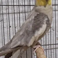 عروس هلندی|پرنده|رشت, تازه آباد|دیوار