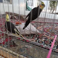 جفت عروس هلندی نر و ماده