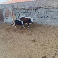 دام زنده|حیوانات مزرعه|فلارد, |دیوار