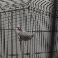 فنچ‌ نرگسی یا مصری  نر سفید|پرنده|صدرا-فارس, فاز ۲|دیوار