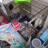 عروس هلندی کاملن سالم تخم گذاشته ۳|پرنده|جوادآباد, |دیوار