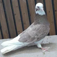 کفتر مایه پرشی ابلغ|پرنده|قم, سربخش|دیوار