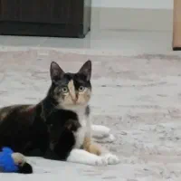 گربه واگذاری