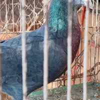 کبوتر پلاکی سیاه|پرنده|ساوه, |دیوار