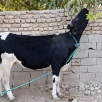 گوساله|حیوانات مزرعه|تهران, گیشا|دیوار