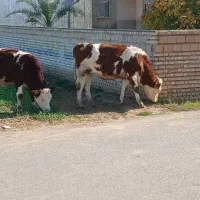 تلیسه های شیری مادرشون 45 الی 50 شیر میده