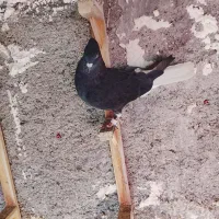 یک جفت دم سفید|پرنده|مشهد, ایثار|دیوار