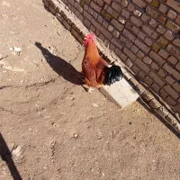 خروس محلی|حیوانات مزرعه|الوند, |دیوار