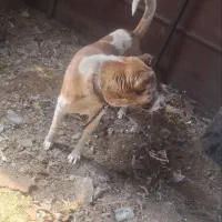 سگ کله پژدر