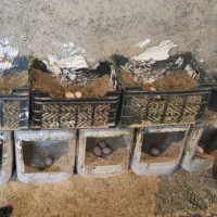 تخم مرغ محلی رسمی|خوردنی و آشامیدنی|پاکدشت, پاکدشت (مامازند)|دیوار