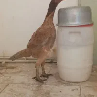 مرغ لاری اصیل دانگ بالا