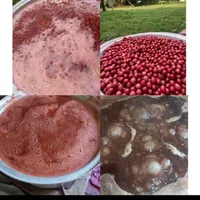 ترشی آلوچه سالم و بهداشتی|خوردنی و آشامیدنی|رشت, سلیمانداراب|دیوار