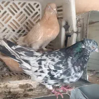 کبوتر خوب|پرنده|قم, لسانی|دیوار