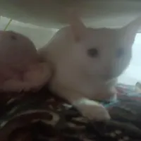 بچه گربه خوشگل وناز|گربه|شیروان (خراسان), |دیوار