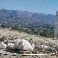 اهل ترکیه