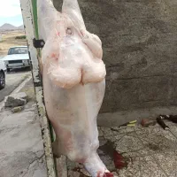 گوشت